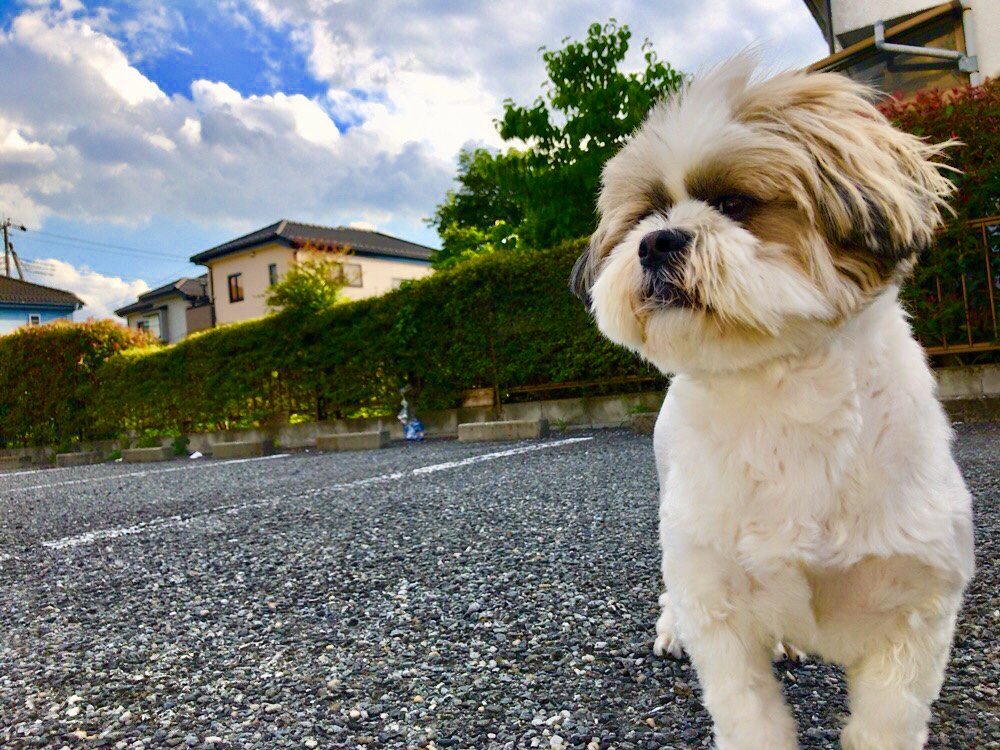 ぼくと青空