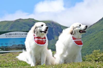 青空と山とピレニーズ