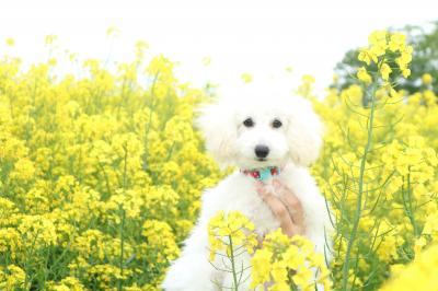 黄色い花と白い犬
