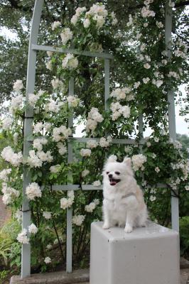 素敵な薔薇に囲まれて…