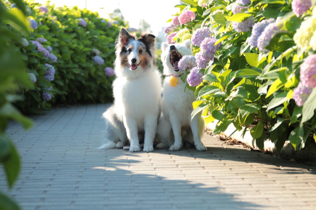 紫陽花を前に大欠伸