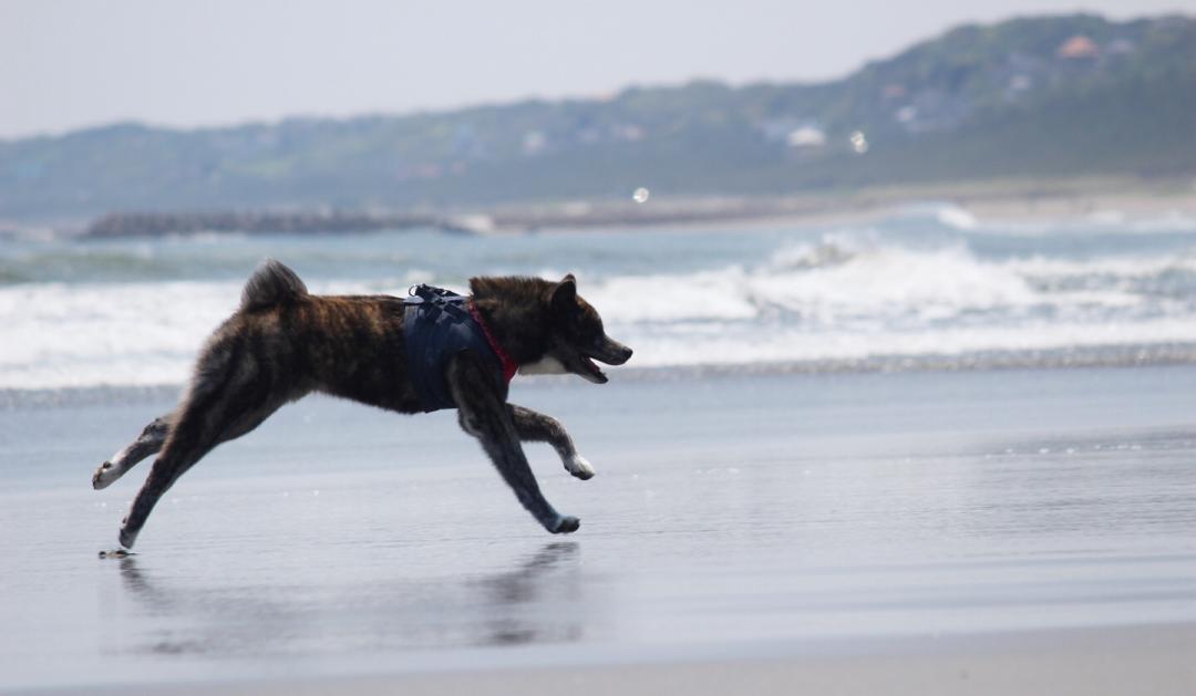 はじめての海