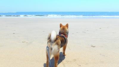 海は広いな大きいな～♪