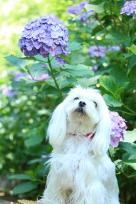 紫陽花の傘