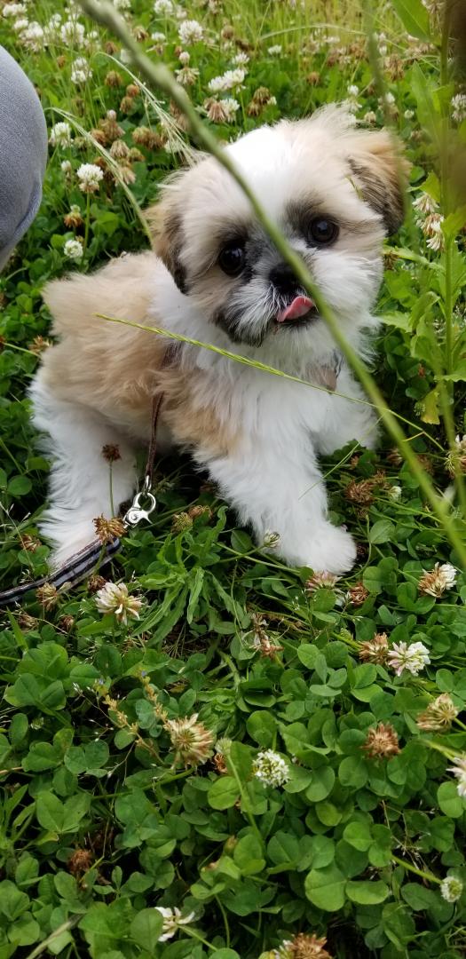 しろつめ草の花が咲いたら♪さあ行こう