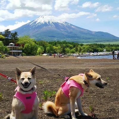 大好きなお友達ワンちゃんに会いに山梨まで日帰りドライブ♪