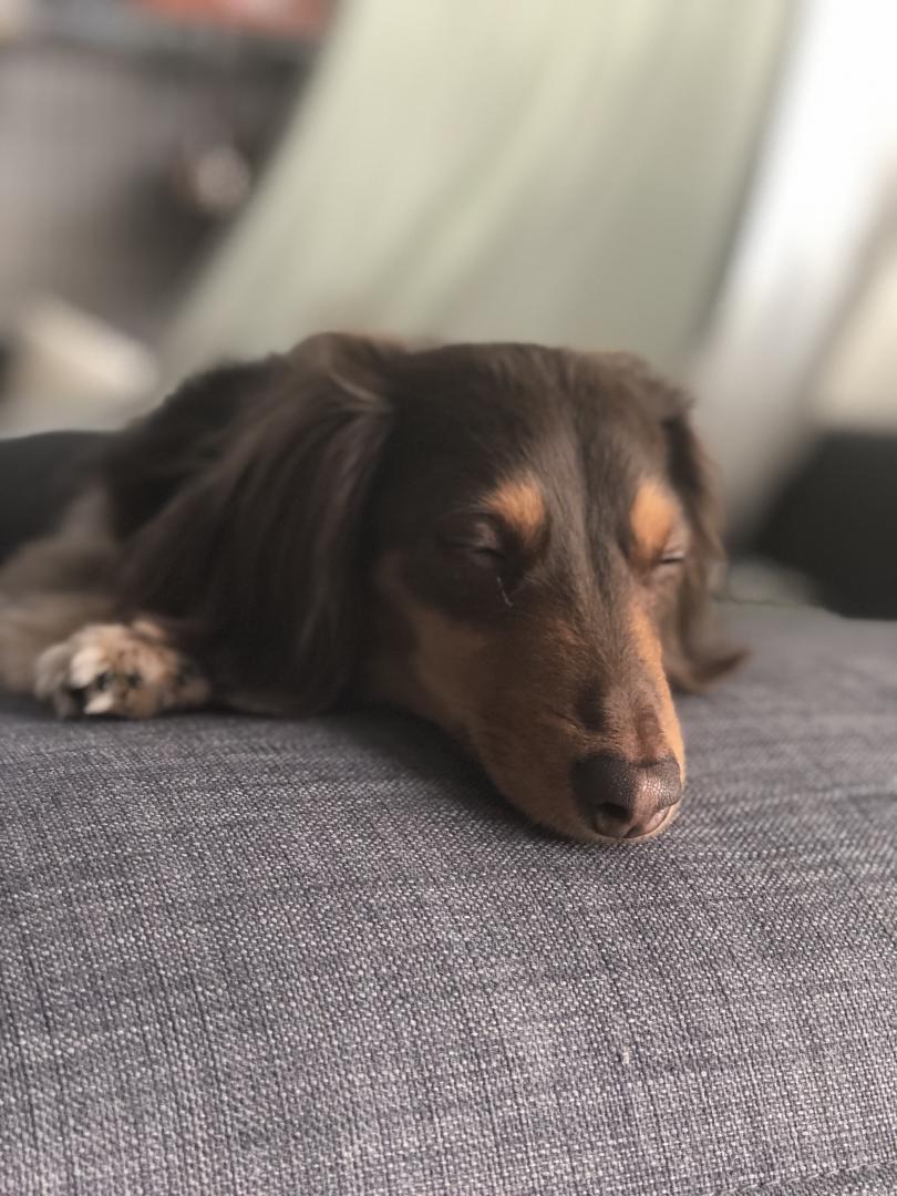 構ってくれないならふて寝だってするワン チョコ タビーさんの投稿写真 犬 愛犬フォトコンテスト イヌトミィ