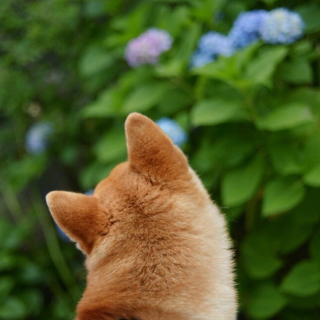 お花見