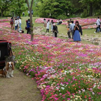 デージーの花