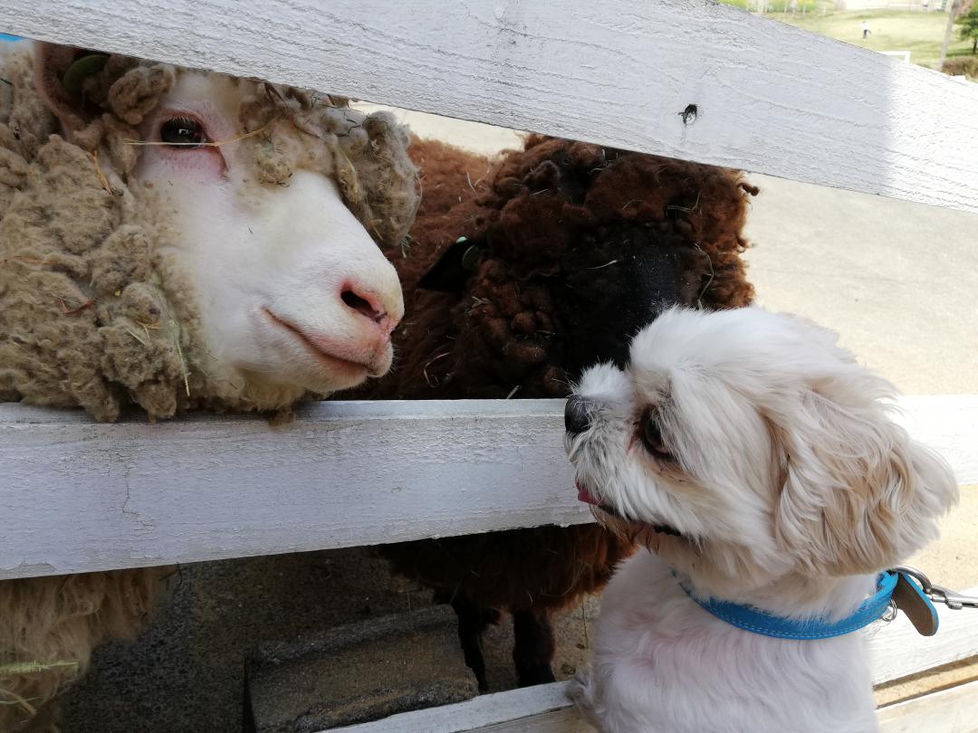 あなたも犬？