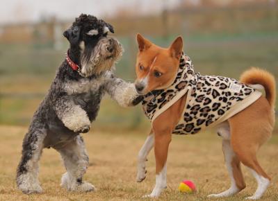 非行犬