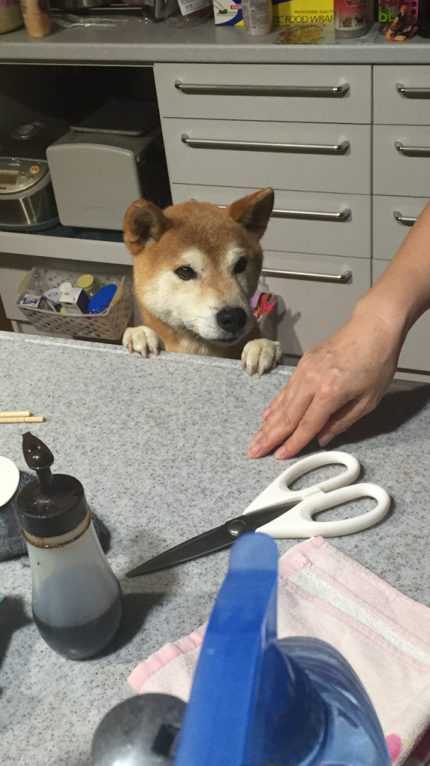 夜ご飯に、たかる犬