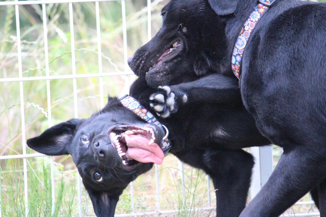 犬も怒れば鬼になる