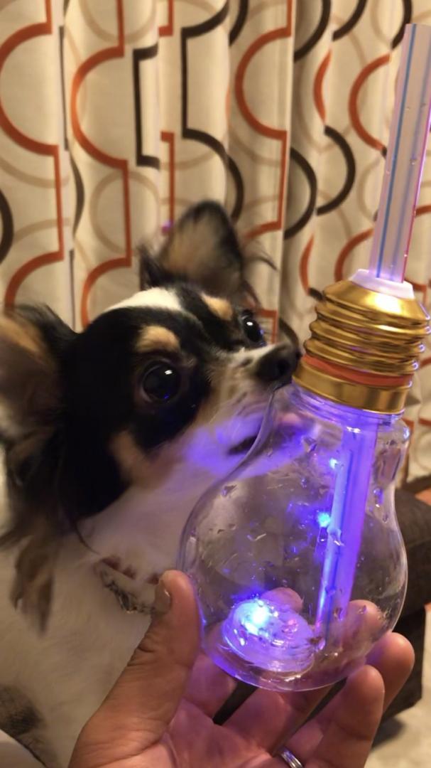 光るジュースを飲もうとする犬