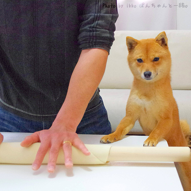 お手伝いしたい Ikkoさんの投稿写真 犬 愛犬フォトコンテスト イヌトミィ