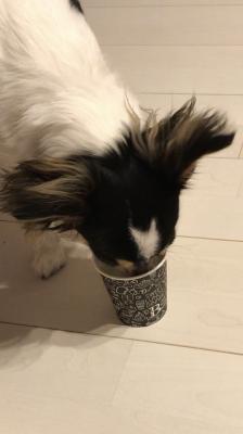 紙コップで飲む犬