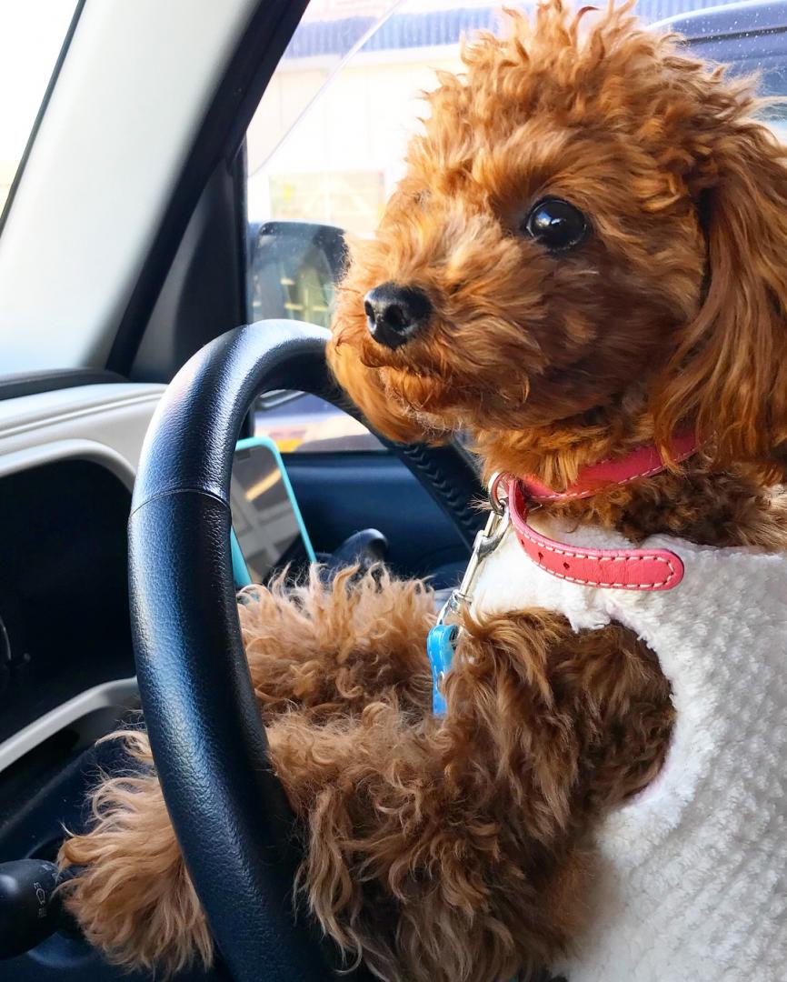 今日はわたしが運転手