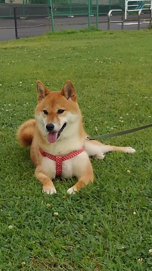 柴犬と芝生