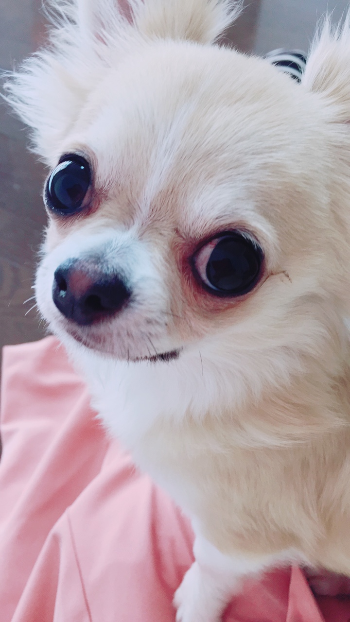 我が家で流行りの愛犬とにらめっこ たんたんさんの投稿写真 犬 愛犬フォトコンテスト イヌトミィ 我が家で流行りの愛犬とにらめっこ たんたんさんの投稿写真 犬 愛犬フォトコンテスト イヌトミィ