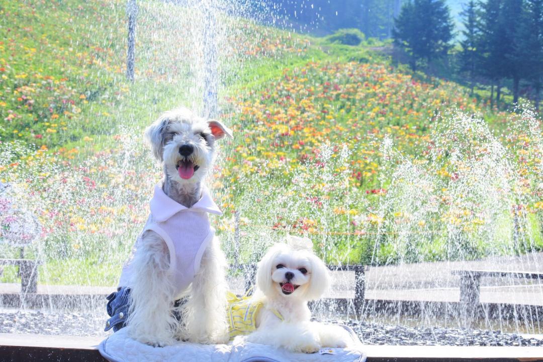 アチチだから噴水で涼しい～～