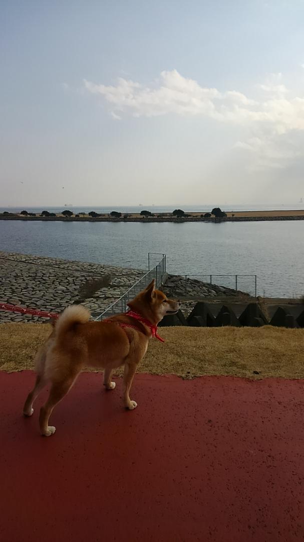 愛犬と海★