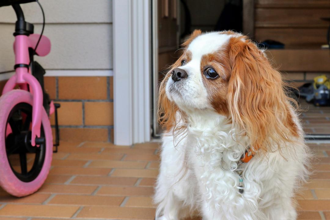 愛犬といっしょにクンクンクン