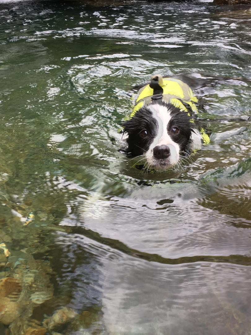 我が家で流行りの愛犬と川遊び