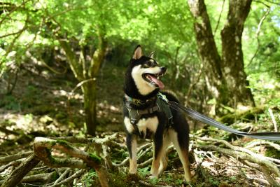 愛犬と登山