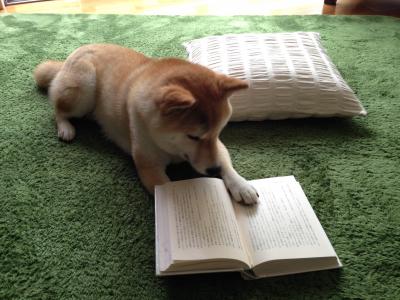 愛犬と読書