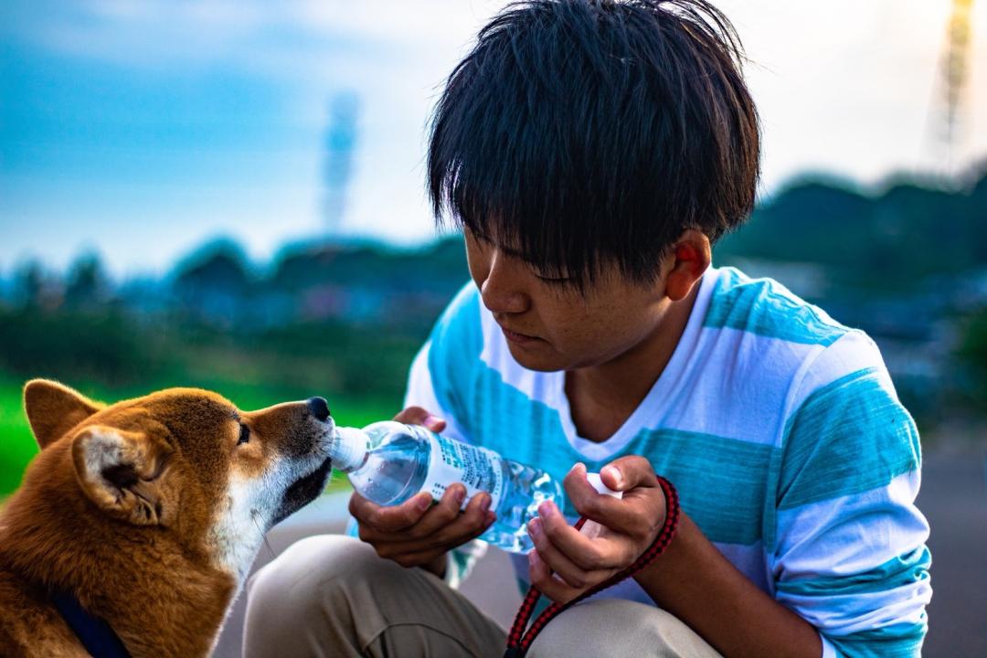 我が家で流行りの愛犬の熱中症予防