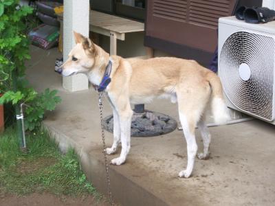 愛犬パルマ