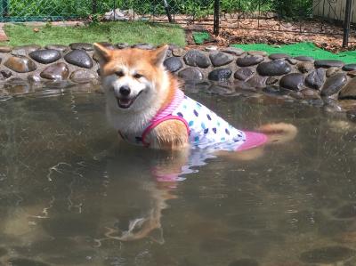 ドッグランの池なのに温泉か？？