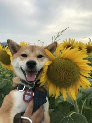 愛犬とひまわり