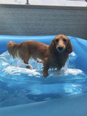 我が家で流行りの愛犬とフロート