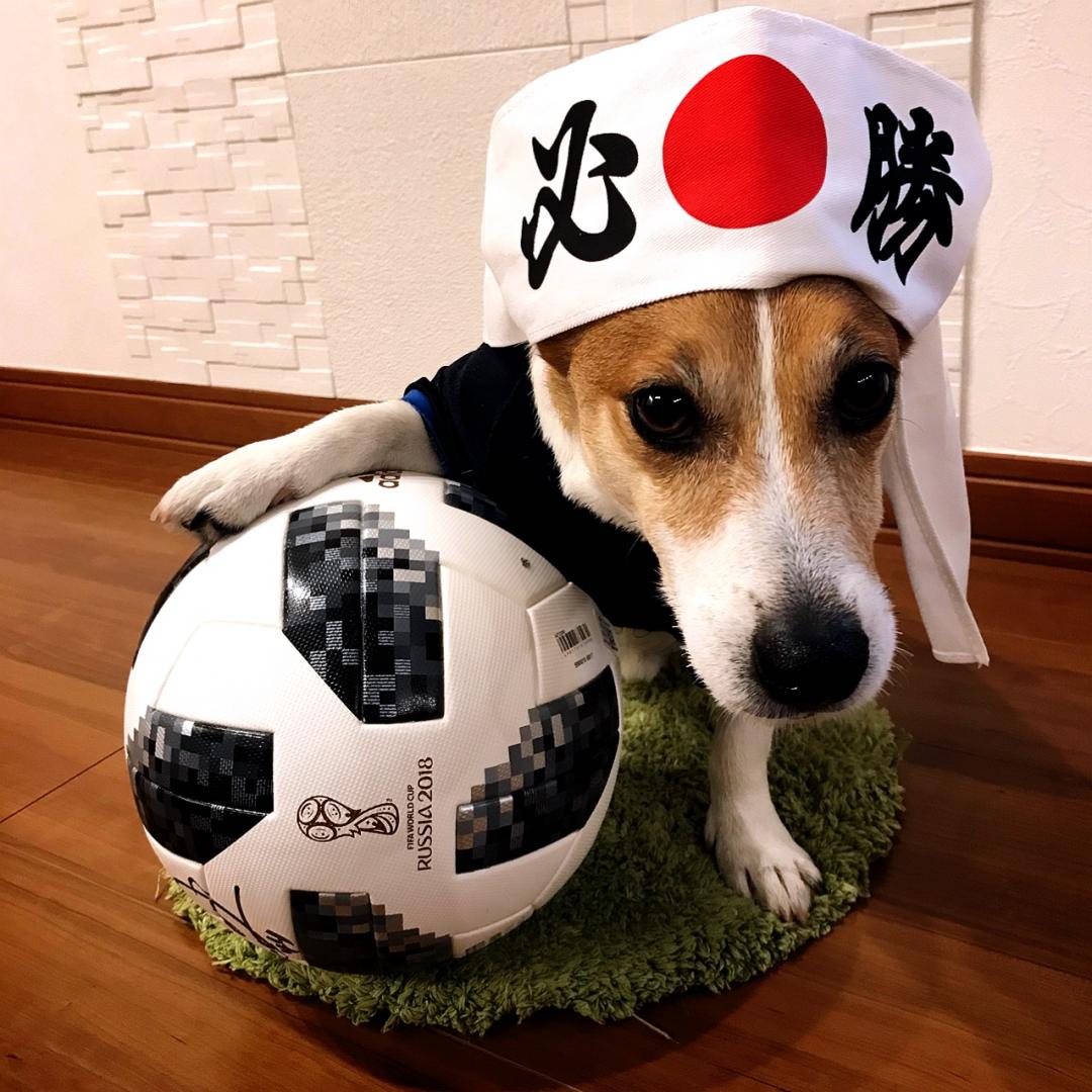 我が家で流行りの愛犬とサッカー応援