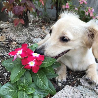 我が家で流行りの愛犬とお花
