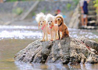 夏はやっぱり川遊び