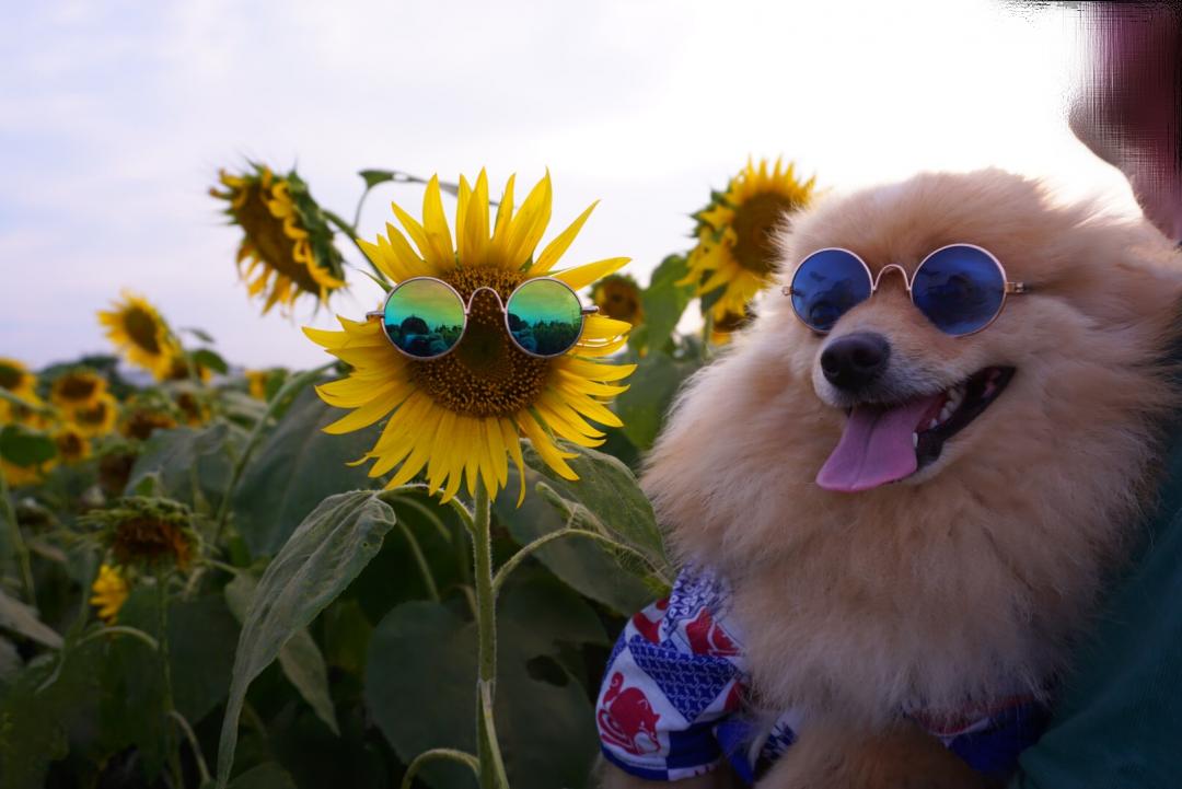 ひまわりと浴衣犬