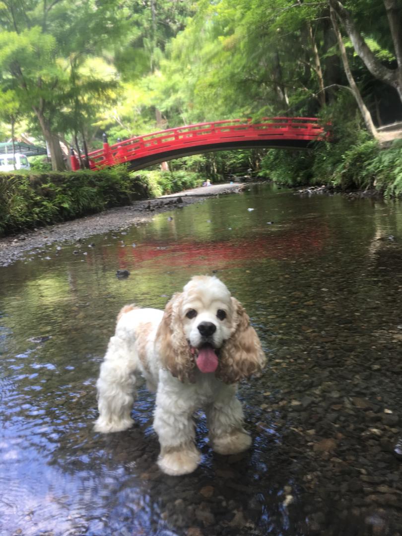 我が家で流行りの愛犬と川遊び