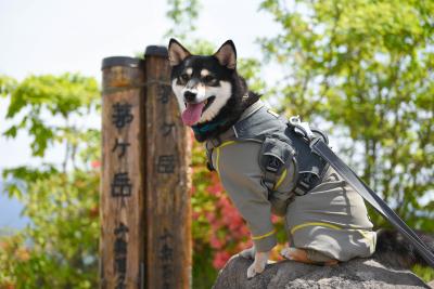 愛犬と登山