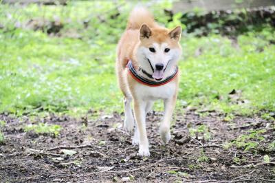 ドッグランでぶいぶい！