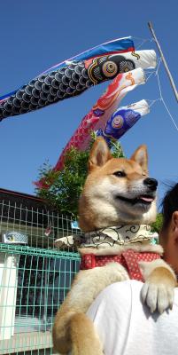 愛犬と鯉のぼり