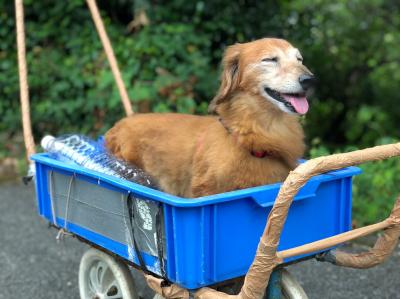 ぼくの車はオープンカー！