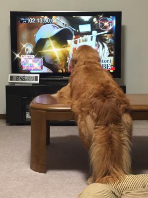 愛犬とテレビ