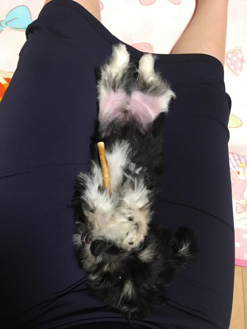 お膝の上でガジガジ