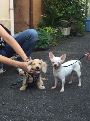 我が家で流行りの愛犬と井戸端会議仲間