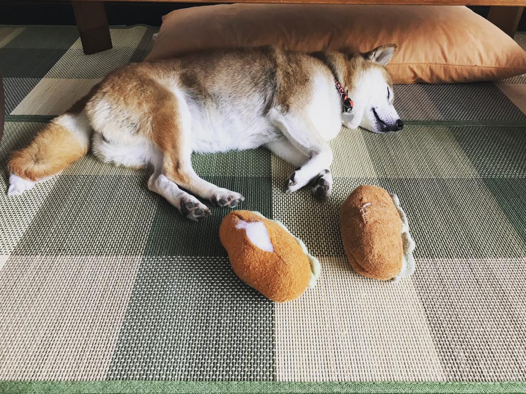 我が家で流行りの愛犬とホットドッグ