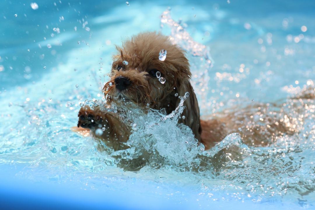 ワンコなのに犬かき練習中p(^_^)q