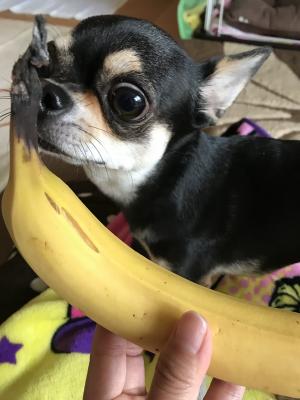 バナナ大好き