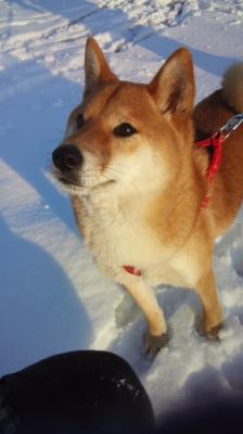 愛犬と雪